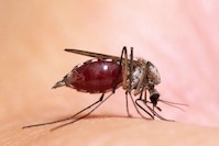 Dengue - nebezpečná horečka
